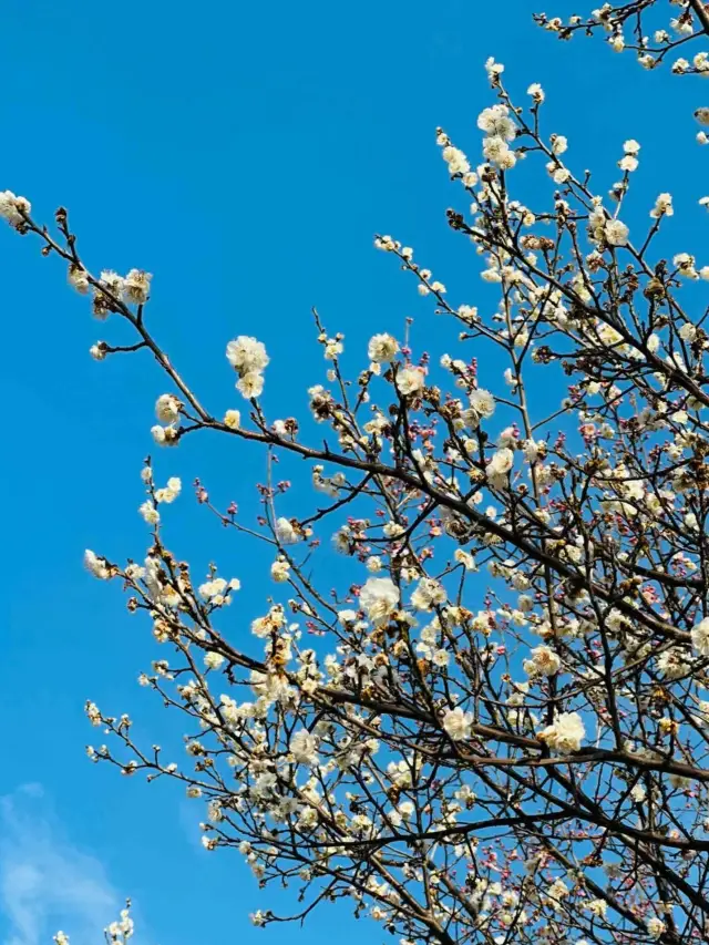 江南三大賞梅聖地-梅園