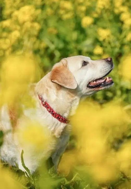 Take advantage of the warm spring and the blooming flowers, and visit the rapeseed flowers in Wuyuan, Jiangxi!