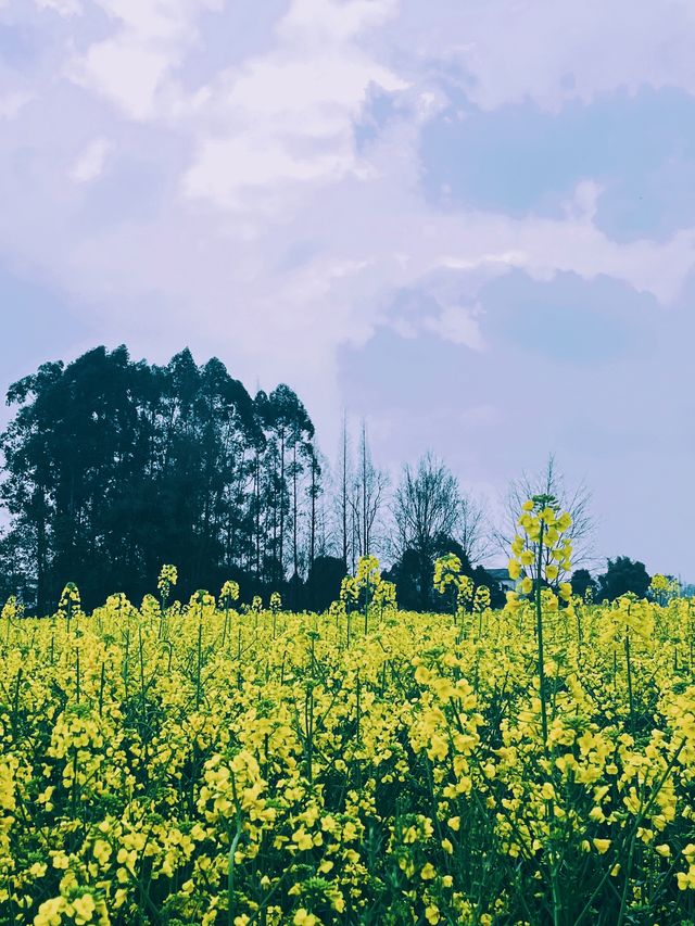 崇州重慶路油菜花黃了 | 成都春日賞花攻略