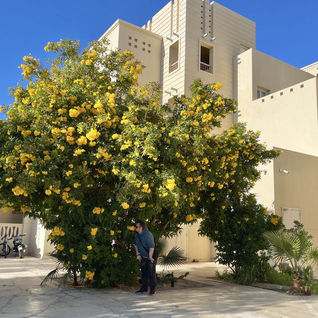 Springtime in Egypt! 