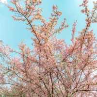 成都植物園|粉色垂絲海盛開