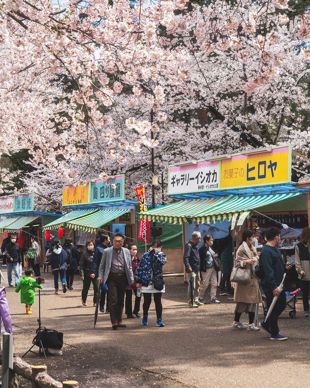 🌸 昨年の弘前公園の桜は美しかったです。