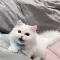 Sparkle_456_Bell