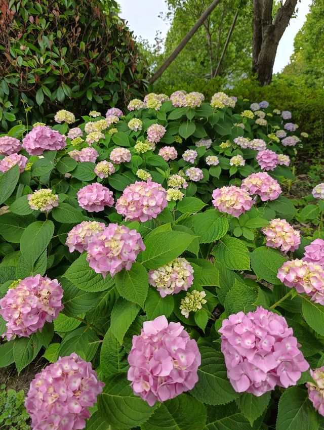 快來上海泡泡公園打卡啦~ 快來上海泡泡公園打卡啦~