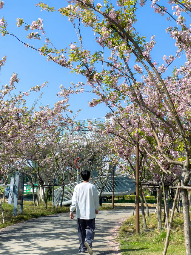 春遊記|在成都發現了超美海棠花海，小眾沒人！