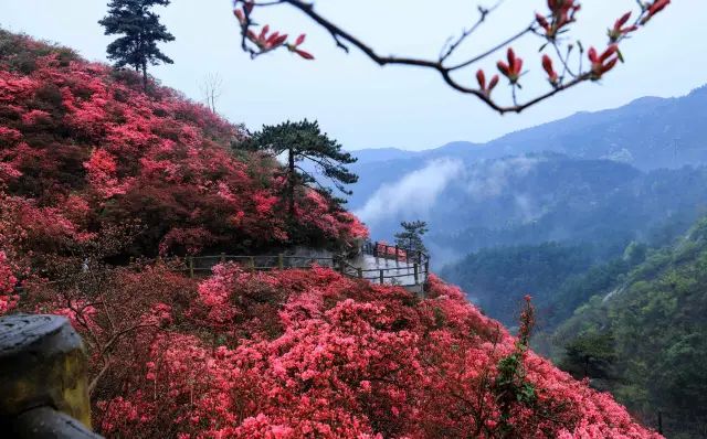 武汉黄陂区の雲霧山に咲くミツバツツジが、春全体を驚かせるほど美しい！