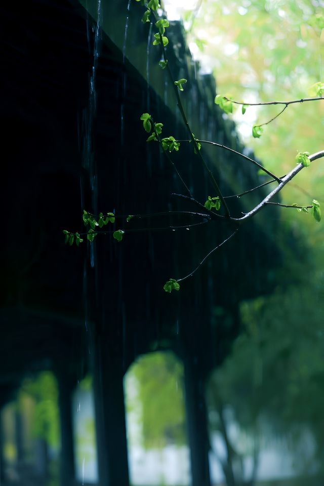 春花集|萬竹園聽雨