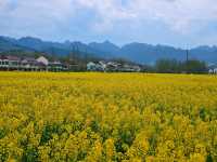 邊走邊看漢中油菜花系列之三：勉縣楊家山村