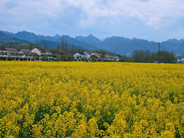 邊走邊看漢中油菜花系列之三：勉縣楊家山村