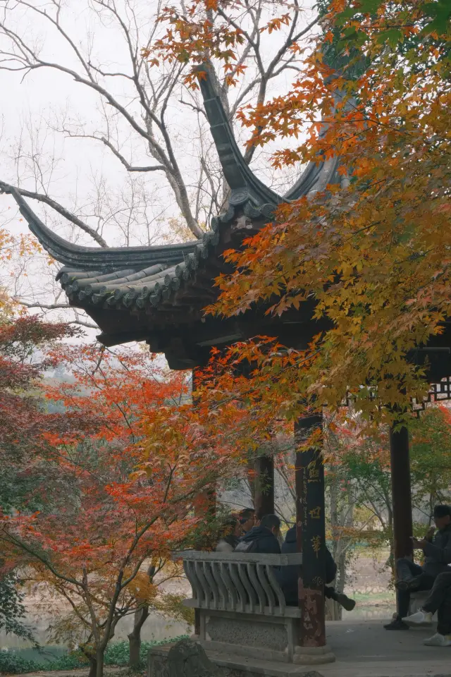 บรรยากาศของฤดูใบไม้ร่วงและฤดูหนาวที่สวนพฤกษศาสตร์จงซานในนานจิง