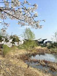 北京雁栖酒店（雁栖島）春之旅攻略