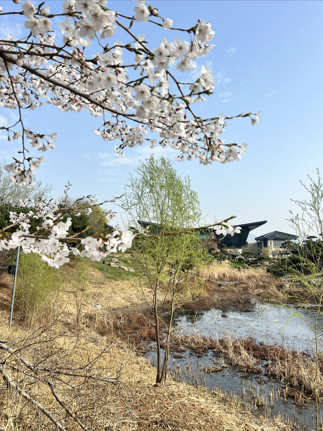 北京雁栖酒店（雁栖島）春之旅攻略