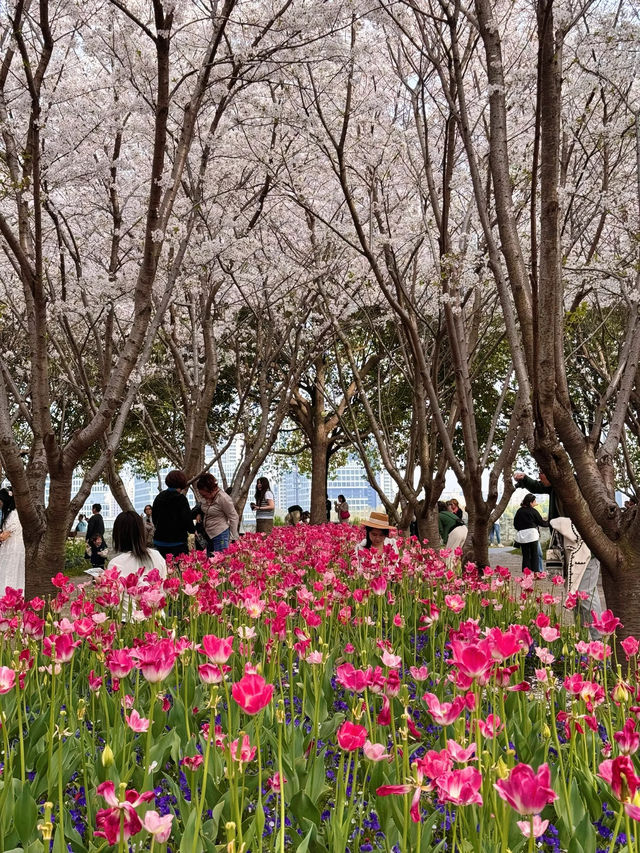琴鍵春園的櫻吹雪 琴鍵春園的櫻吹雪