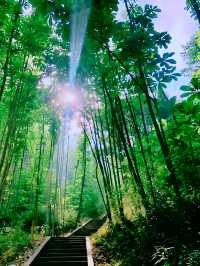 藥王谷的夢幻粉色花海為你而來