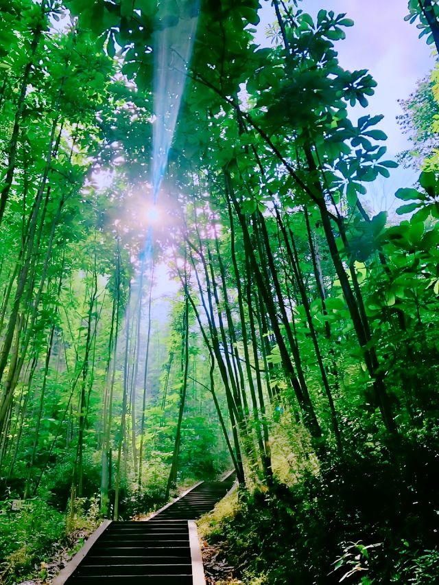 藥王谷的夢幻粉色花海為你而來