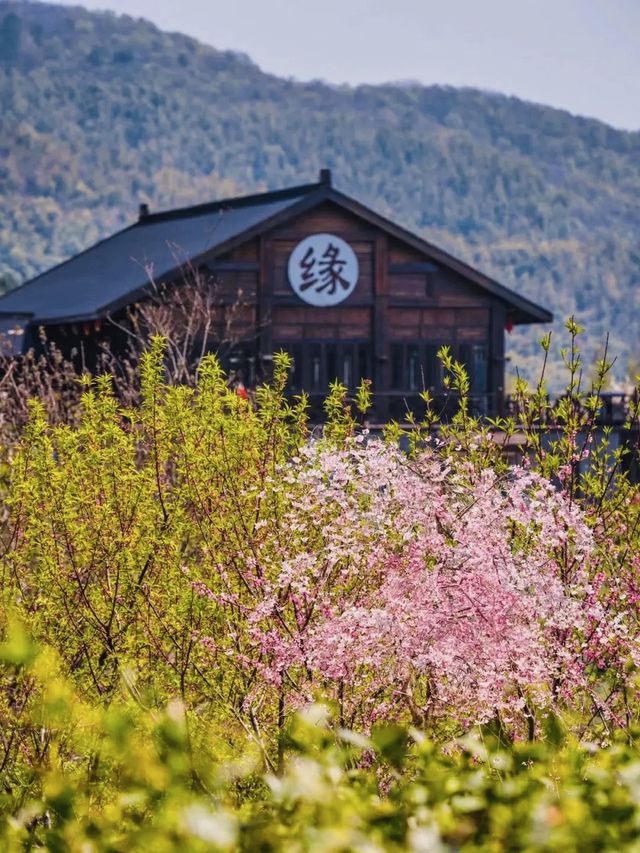 南京春日玩點花樣！住風景裡的希爾頓酒店