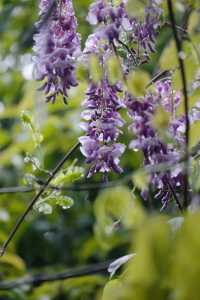 櫻花公園紫藤花瀑布開爆！！