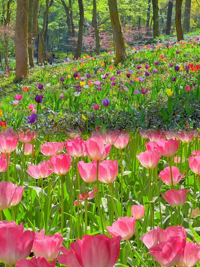 春の杭州は本当に天国ですね！！この花見ルートは美しすぎて泣けてきます