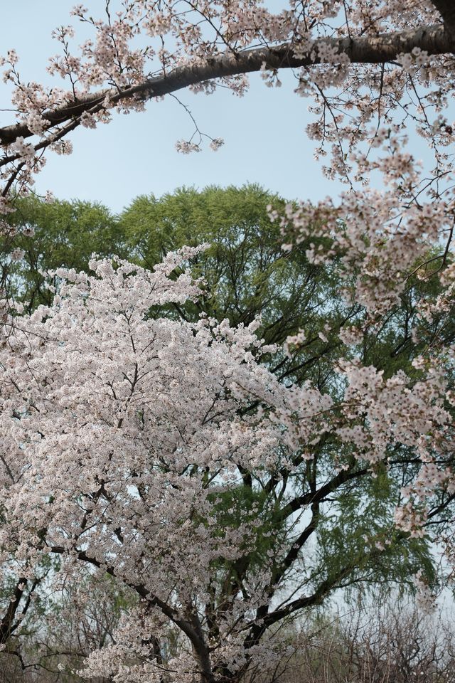 北京春日賞花頂流，玉淵潭公園賞櫻