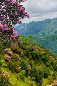 下個月‖廣東這個高山草甸滿山杜鹃花盛開～