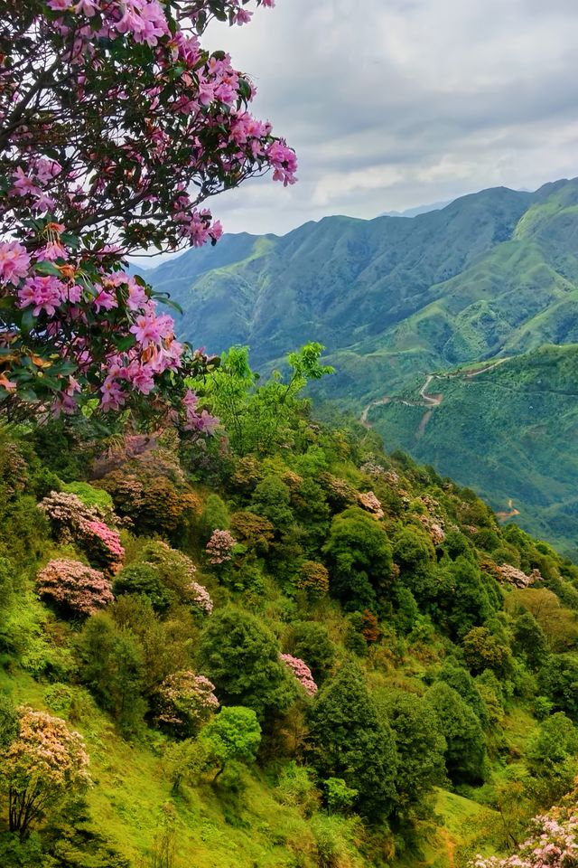 下個月‖廣東這個高山草甸滿山杜鹃花盛開～