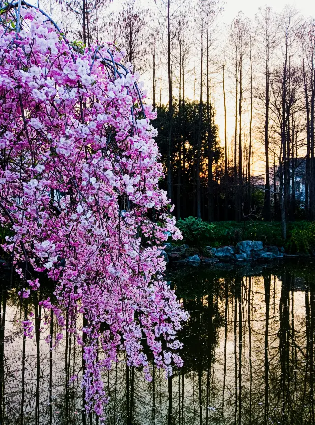 In a corner of the Shanghai Botanical Garden at sunset, enjoying the flowers of spring