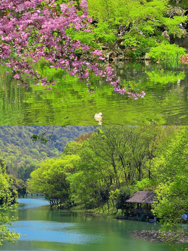 春天的杭州真是天堂！！這條賞花路線美哭啦