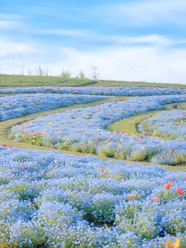 上海寶藏公園喜林草花海木繡球盛花期