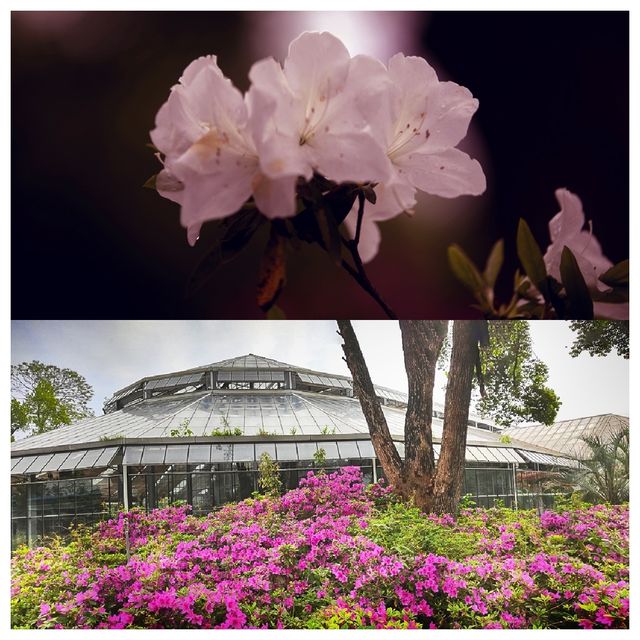 樂享花事 不負春光--中科院武漢植物園杜鵑園