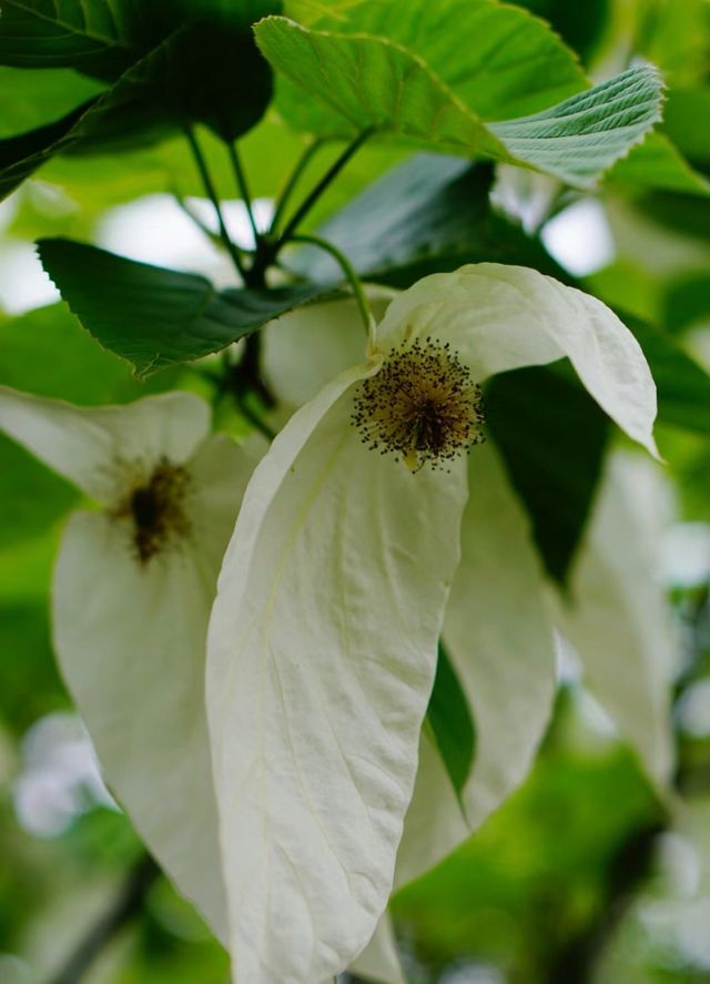 再見花開都江堰丨賞國寶植物珙桐花～