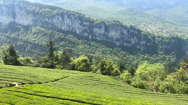 Enshi's Green Fairyland, backed by the ancient Ba-Shu tea gardens, faces the sheer cliffs