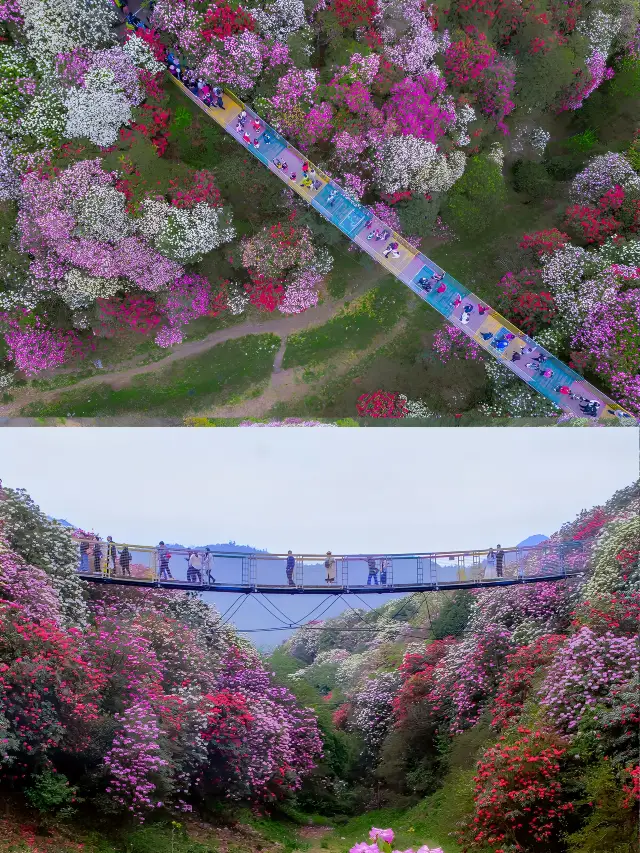 The high-speed train goes directly to the Earth Garden to take pictures of the azalea sea in Guizhou