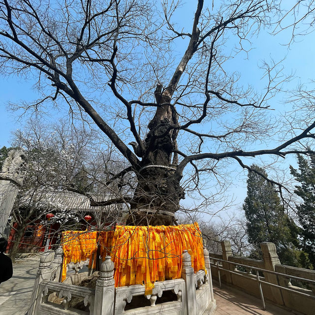 戒台寺｜尋覓心靈的寧靜角落