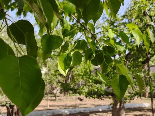 蘭州什川古梨園，週末休閒好去處