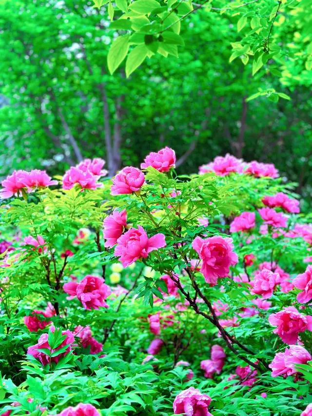 녕하, 봄의 아름다움을 만끽할 수 있는 료양 왕성공원으로 당신을 초대합니다!