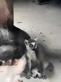 貴陽森林野生動物園一日遊