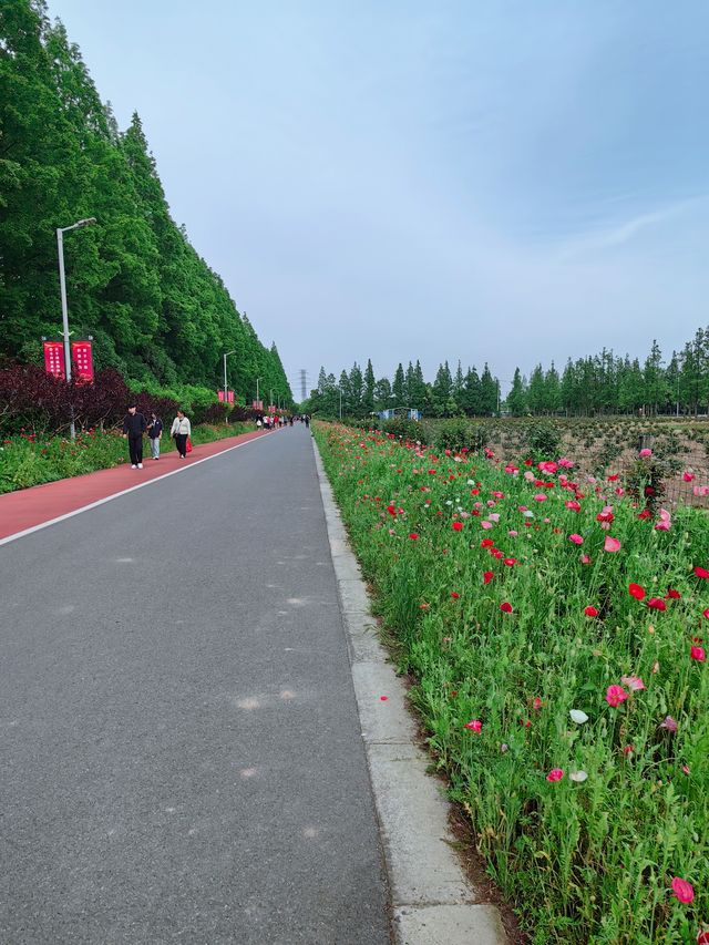 上海這個郊野公園娛樂項目真的太多啦