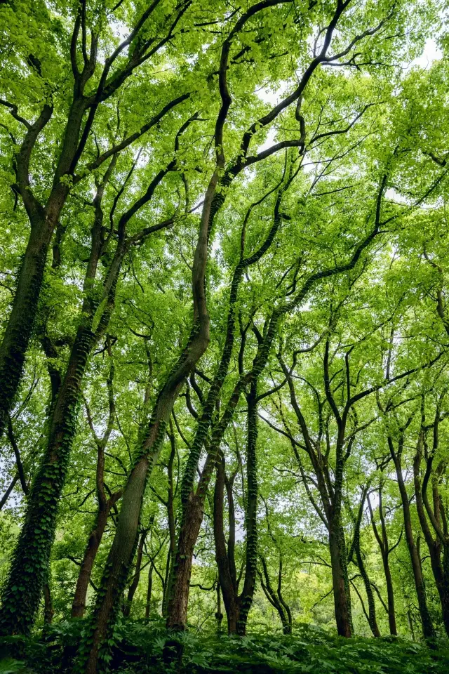 上海共青森林公園實拍