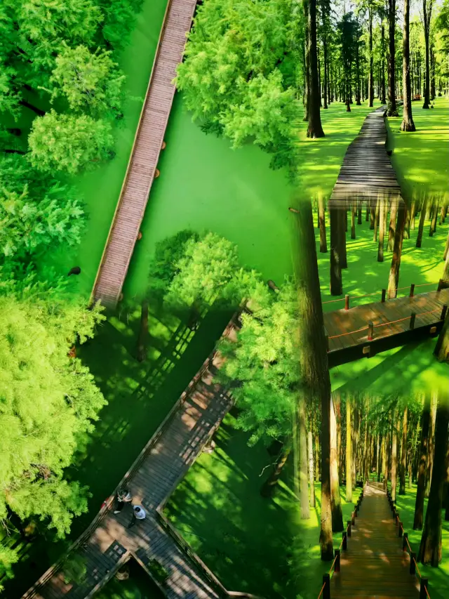 Zhejiang•Hangzhou | Summer Matcha Green Light Forest Strategy at Qingshan Lake