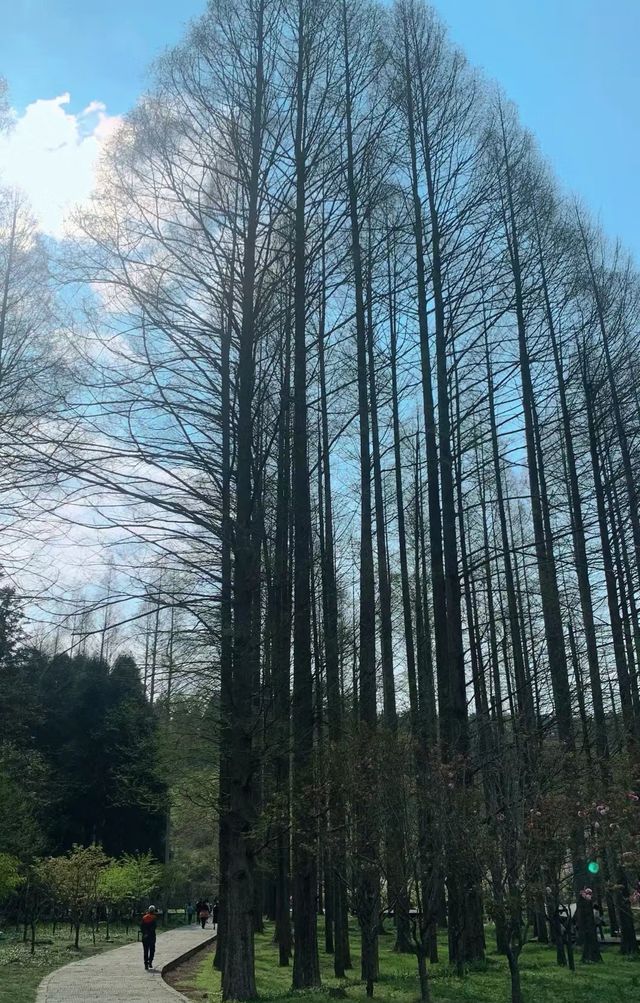 靖州牙排山森林公園