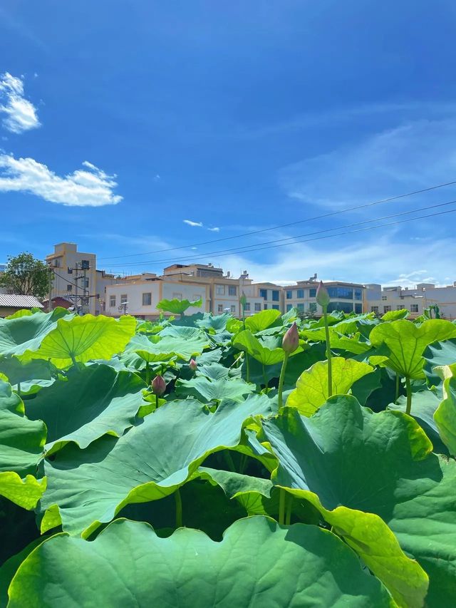 昆明 沙堤村 風吹麥浪 綠野仙蹤