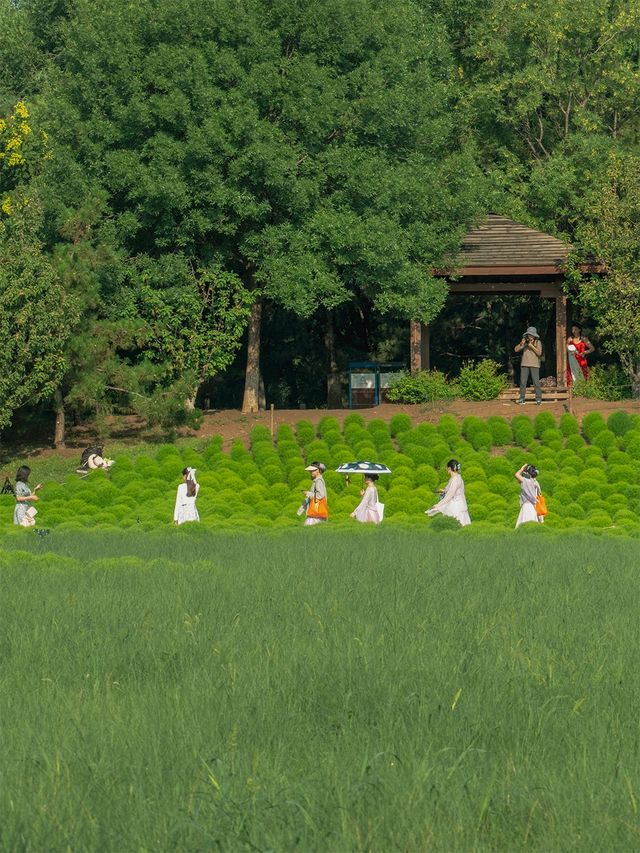 超現實版綠野仙蹤 奧森北園地膚草拍照攻略