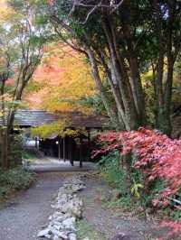 🌟 Kagoshima's Luxe Onsen Hideaway 🌿🛁