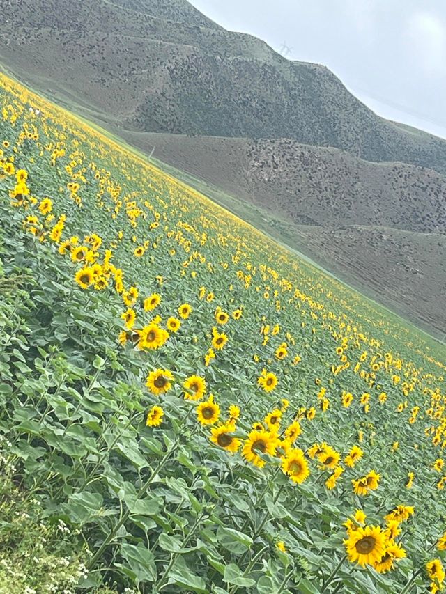 這是內蒙紅石崖是典型的高山牧場