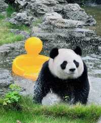 杭州野生動物園親子遊時間安排，建議收藏！