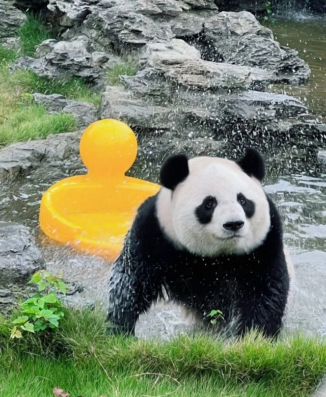 杭州野生動物園親子遊時間安排，建議收藏！