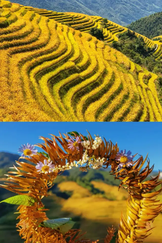 人生建議9-10月一定要去龍脊梯田看風吹稻浪