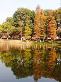 深秋的大夫山森林公園，焦糖色的落羽杉宛如油畫般