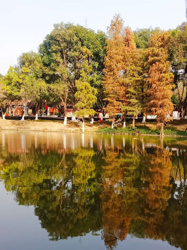 深秋的大夫山森林公園，焦糖色的落羽杉宛如油畫般