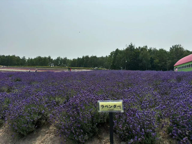 北海道富田農場：體驗薰衣草花海的紫色浪漫